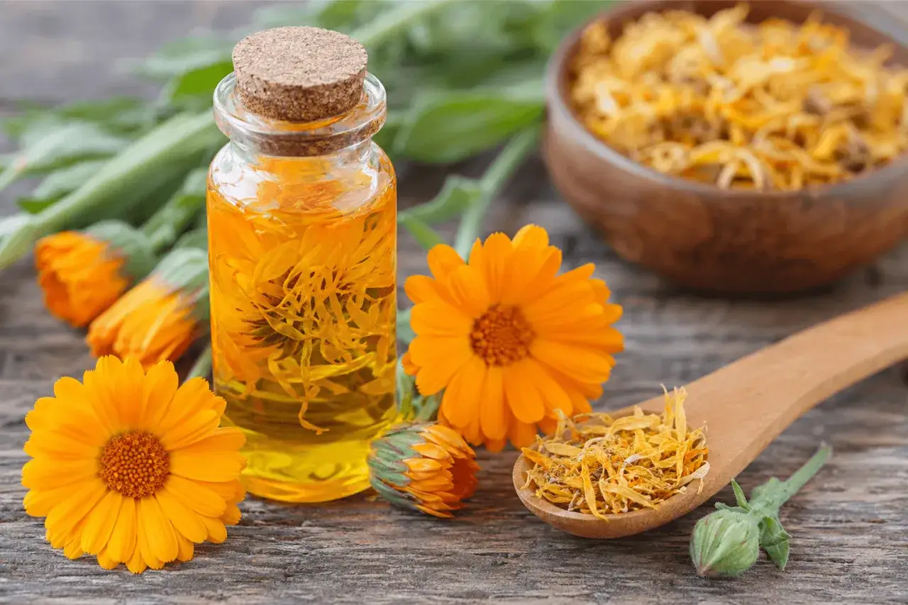 Huile de calendula, fleurs et pétales séchés. Découvrez les bienfaits du calendula pour la peau.