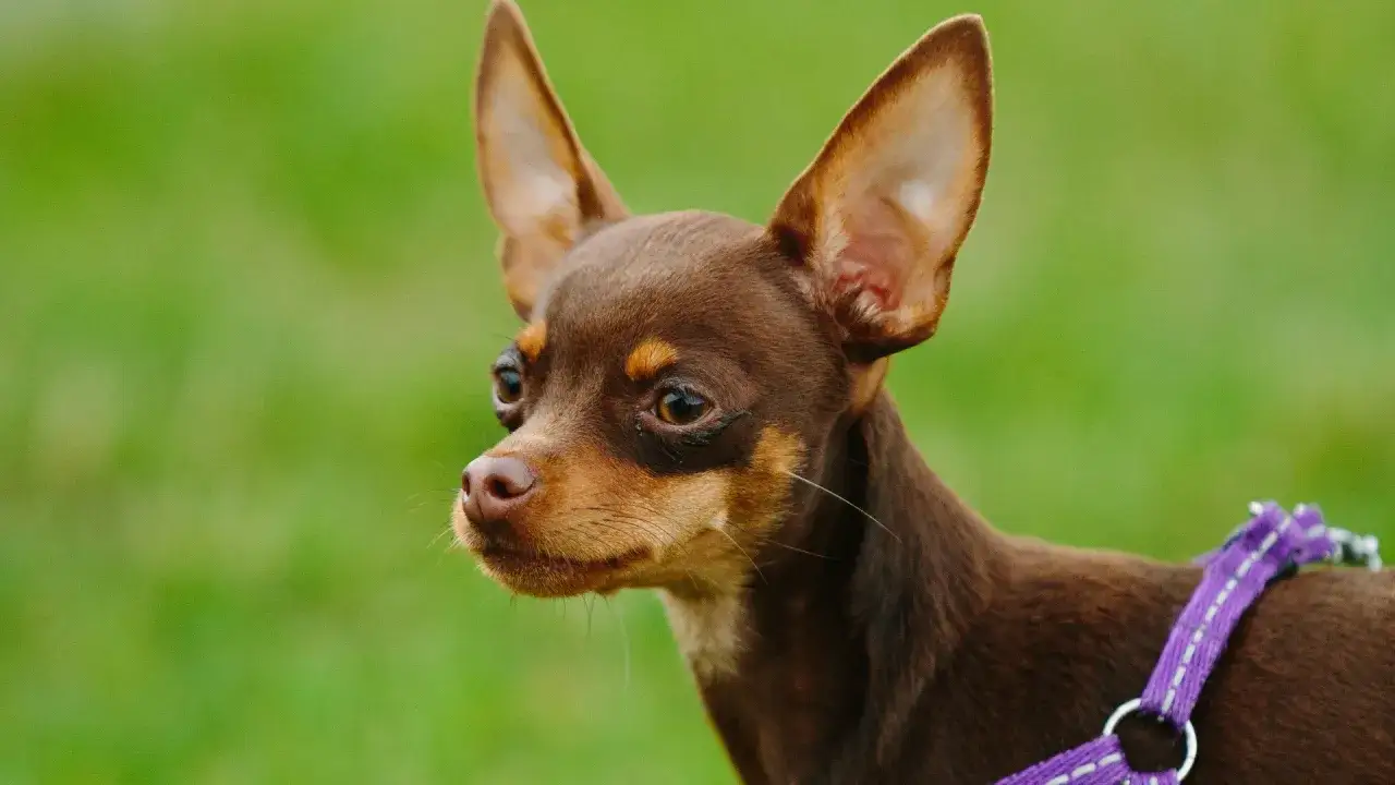 Mały, brązowy ratlerek a chihuahua z dużymi uszami i fioletową obrożą, patrzący w bok na zielonym tle.
