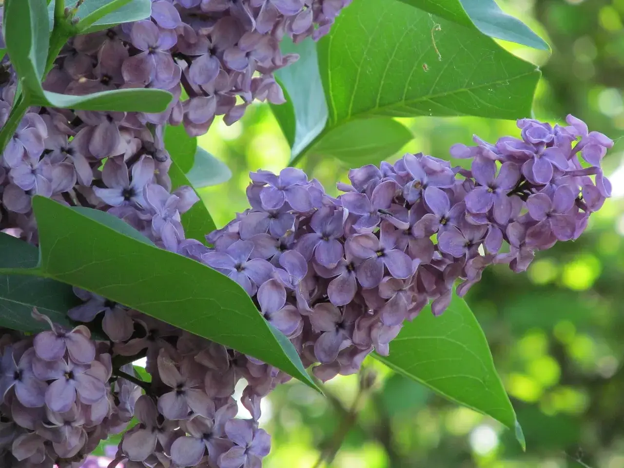 Lila syrenblommor i full blom. En vacker gren med många små blommor som väntar på att klippa.