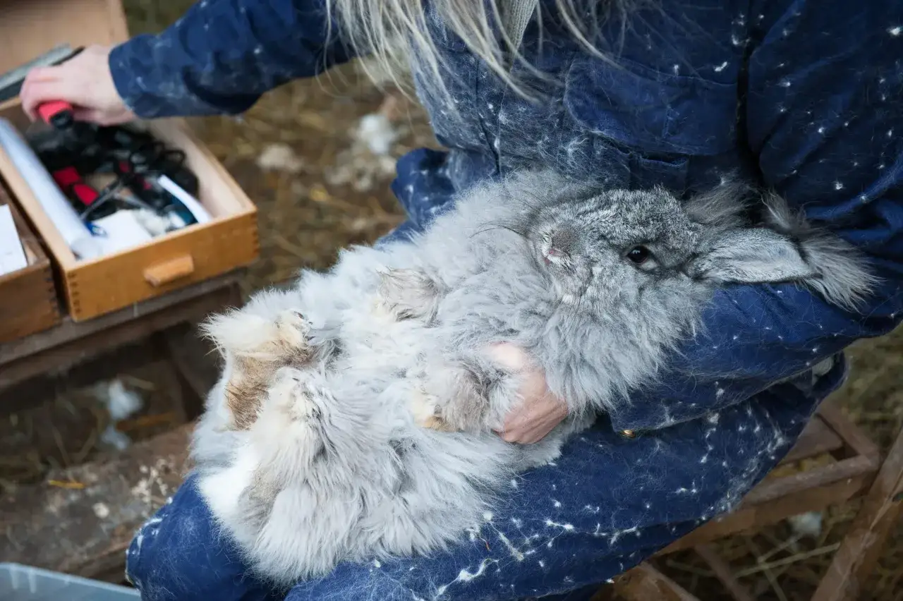En person h&aring;ller en fluffig kanin, vars p&auml;ls liknar mjukt tyg av angoraull.
