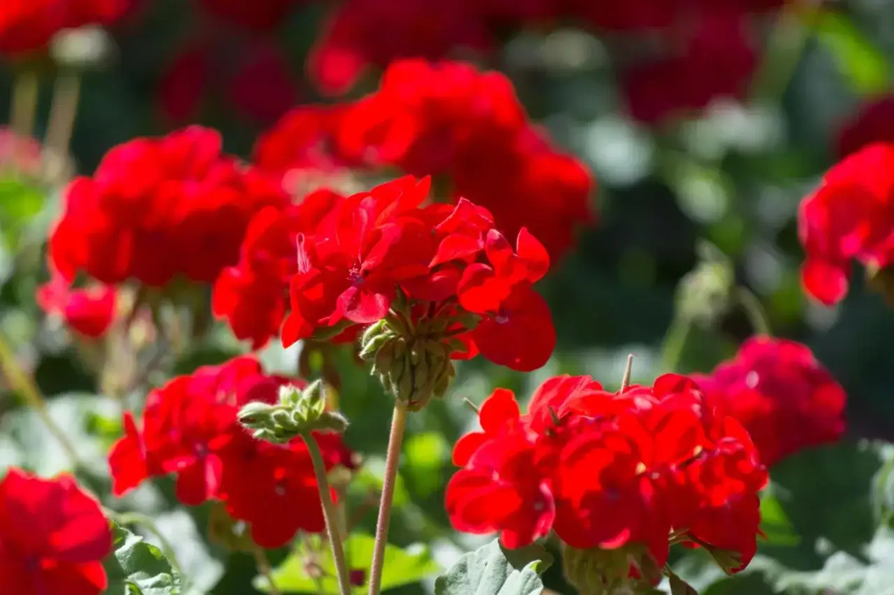 Leuchtend rote Geranienbl&uuml;ten im Sonnenlicht. Tipps zur Geranien Pflege f&uuml;r &uuml;ppiges Wachstum und reiche Bl&uuml;te.