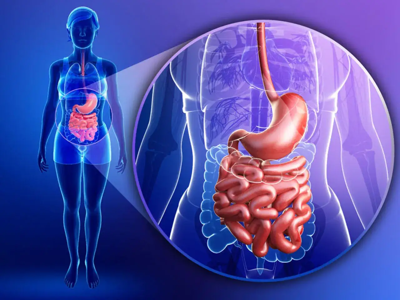 Anatomia układu pokarmowego z uwydatnioną dwunastnicą, która może być źródłem bólu.