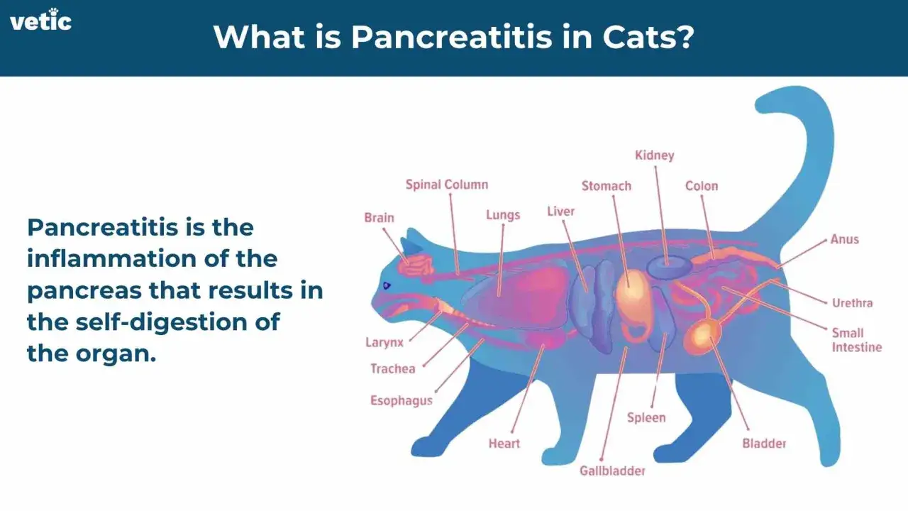 Anatomia kota z zaznaczonymi narządami, wyjaśniająca zapalenie trzustki u kota.