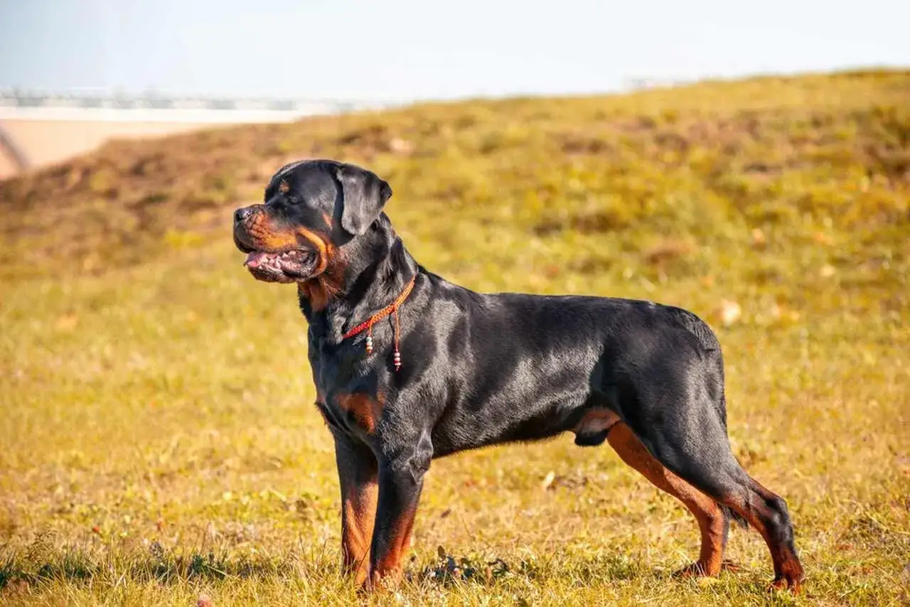 Potężny Rottweiler, często zaliczany do najgroźniejszych ras psów, stoi na trawiastym wzgórzu.