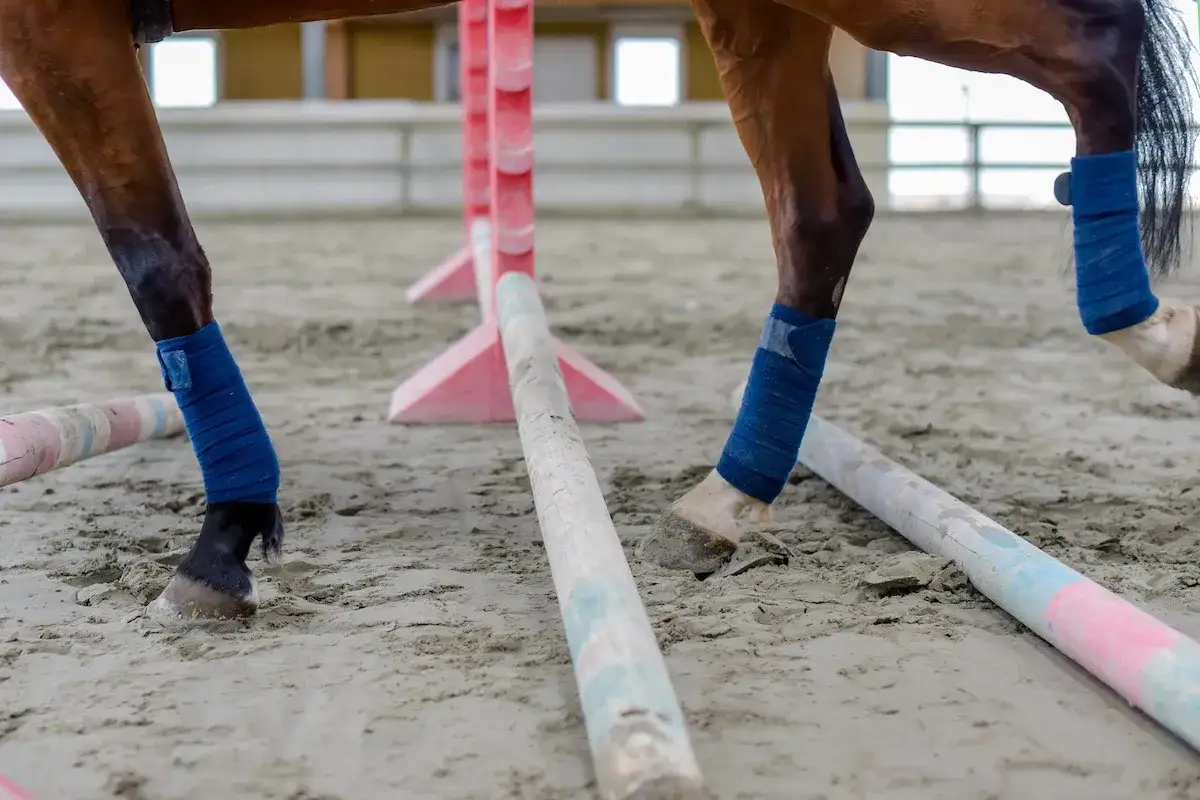 Pferdebeine mit blauen Bandagen über Cavaletti-Stangen. Tolle springgymnastik ideen für das Training.