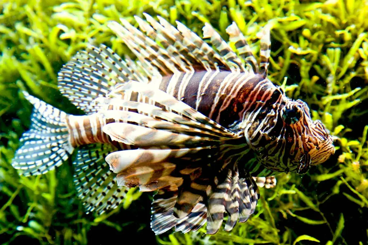 Ein Feuerfisch mit auff&auml;lligen Streifen und Flossen, ein Beispiel f&uuml;r giftige Fische, schwimmt zwischen gr&uuml;nem Seegras.