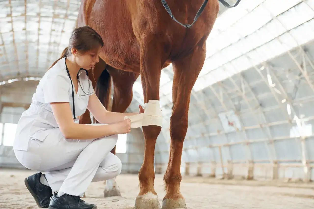 Vétérinaire soignant une plaie sur la jambe d'un cheval avec un bandage.