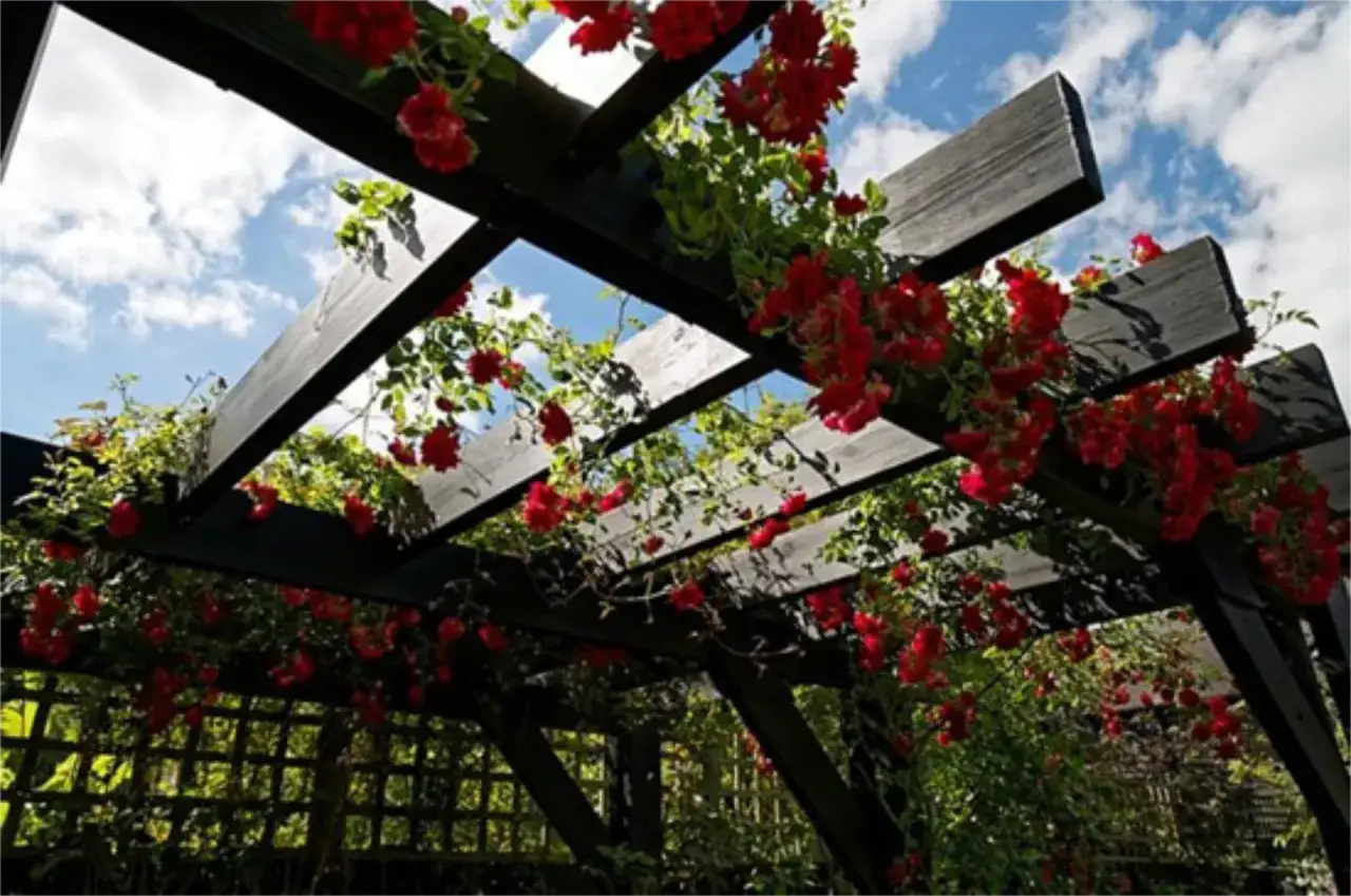 Pergola en bois sombre, idéale pour aménager terrasse jardin, couverte de roses rouges éclatantes sous un ciel bleu nuageux.