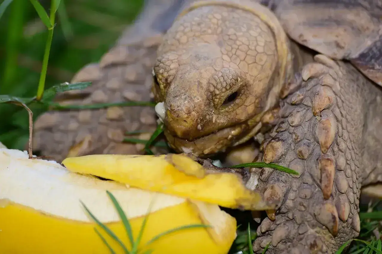 Żółw słoneczny zajada się bananem. Widać, co jedzą żółwie, gdy mają dostęp do owoców.
