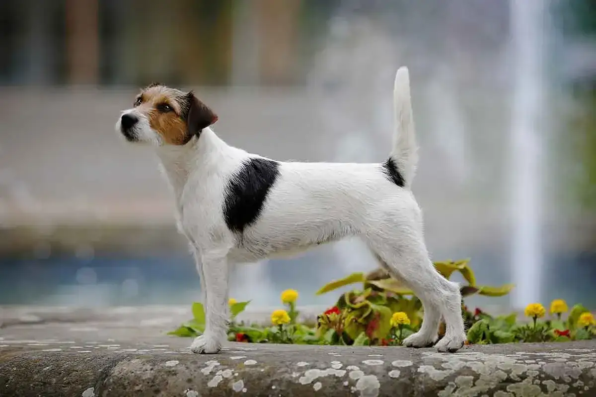 Elegancki parson russell terrier z czarną łatką na boku, dumnie prezentuje się na tle fontanny i kwiat&oacute;w.