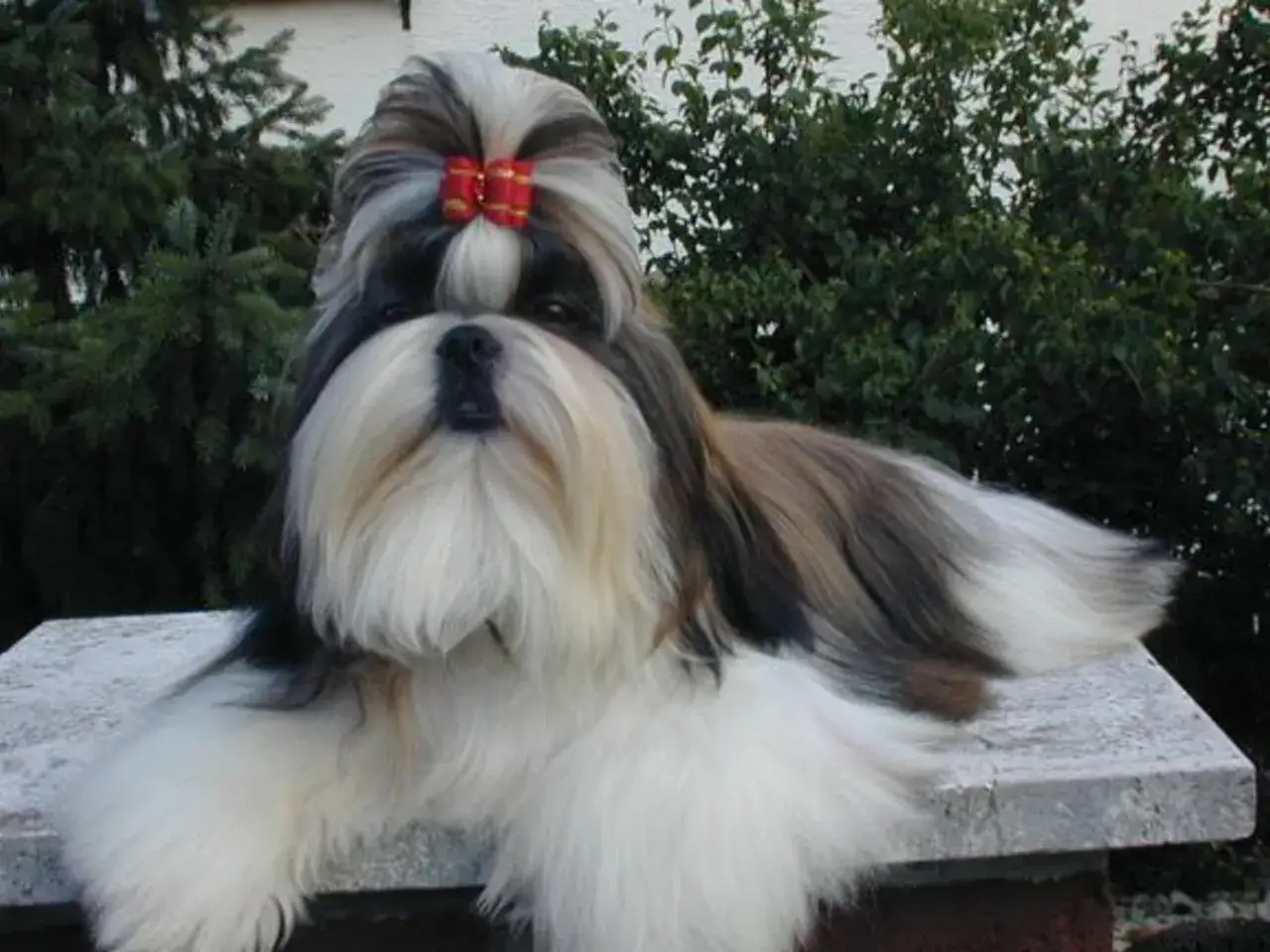 En ståtlig shih tzu med röd rosett i pälsen, vars lugna temperament syns i dess blick.
