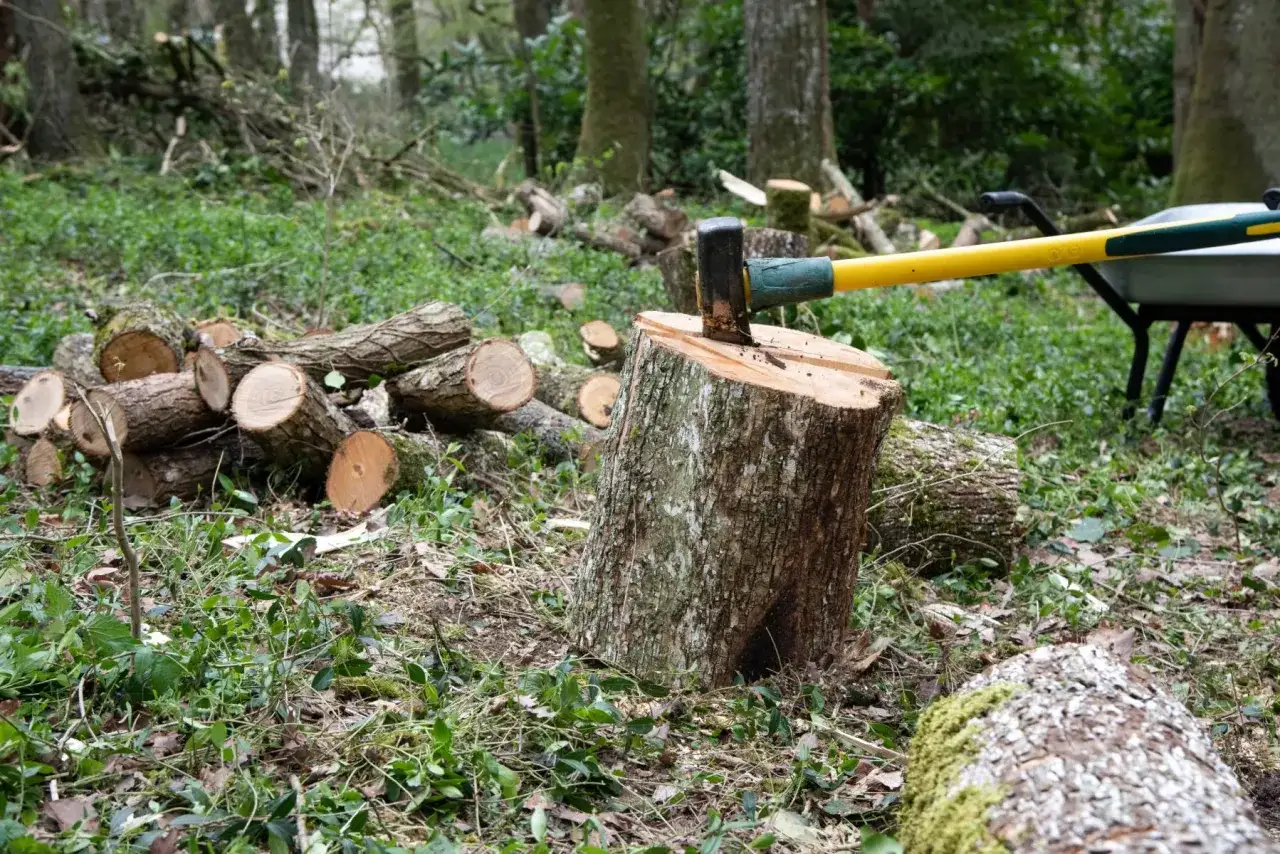 Une hache est plantée dans une souche, prête à fendre du bois sec ou vert. Des bûches sont empilées autour, dans une forêt verdoyante.