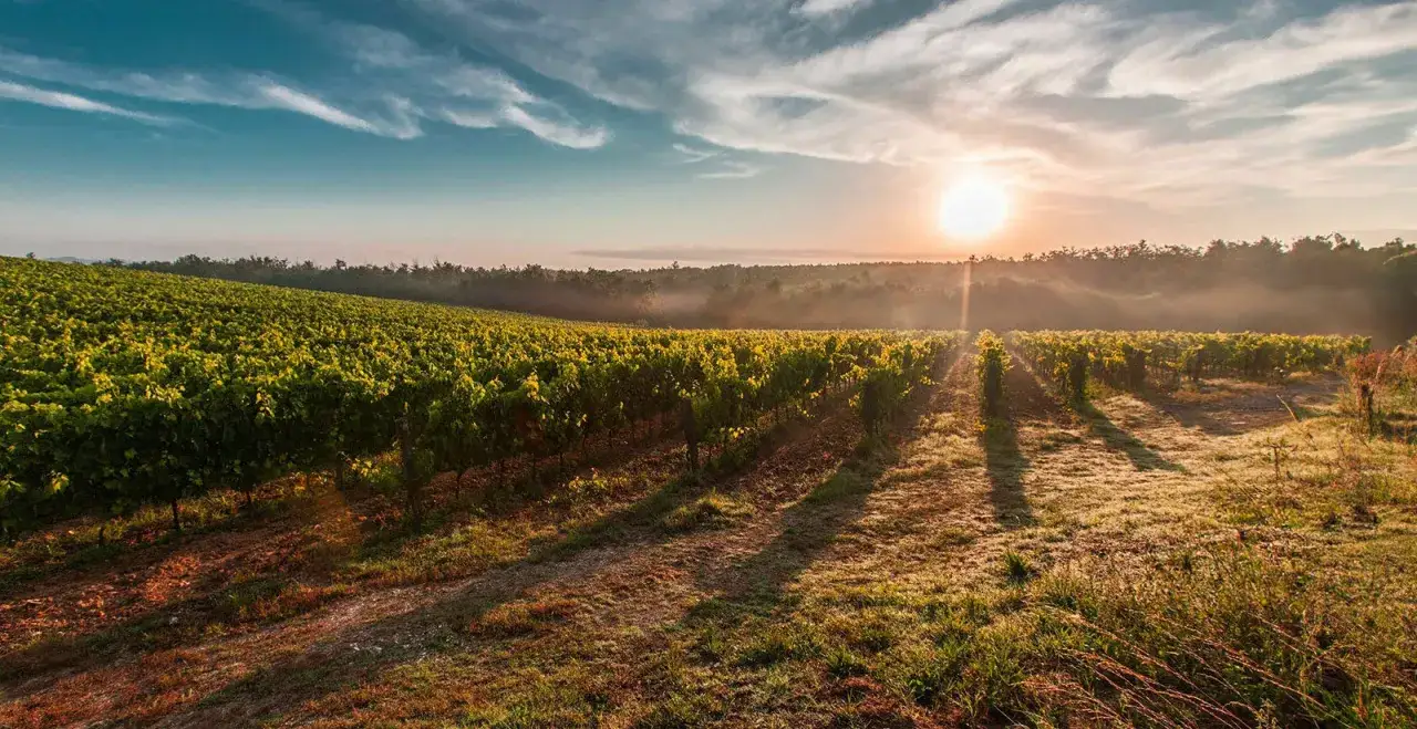 Alba dorata su vigneti rigogliosi, perfetta per un tour enogastronomico Toscana. Nebbia leggera e cielo azzurro creano un'atmosfera magica.