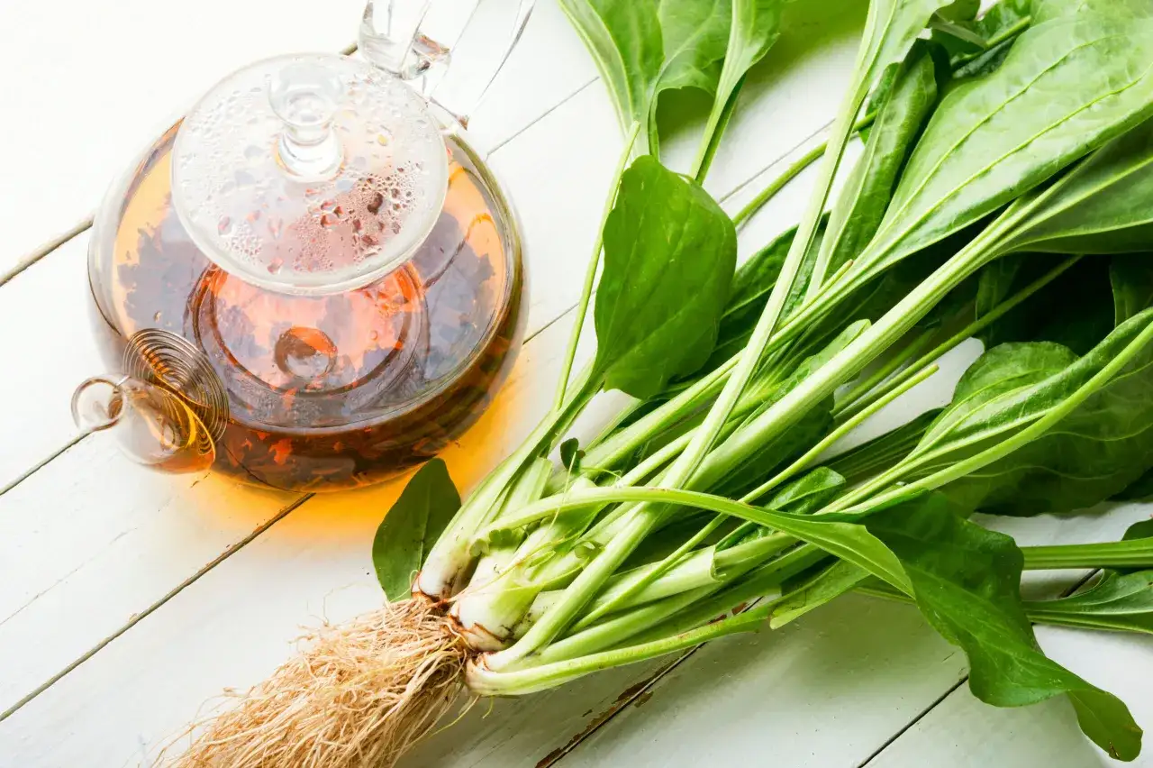 Thé infusé dans une théière en verre à côté de feuilles de plantain fraîches, évoquant les plantain bienfaits pour la santé.