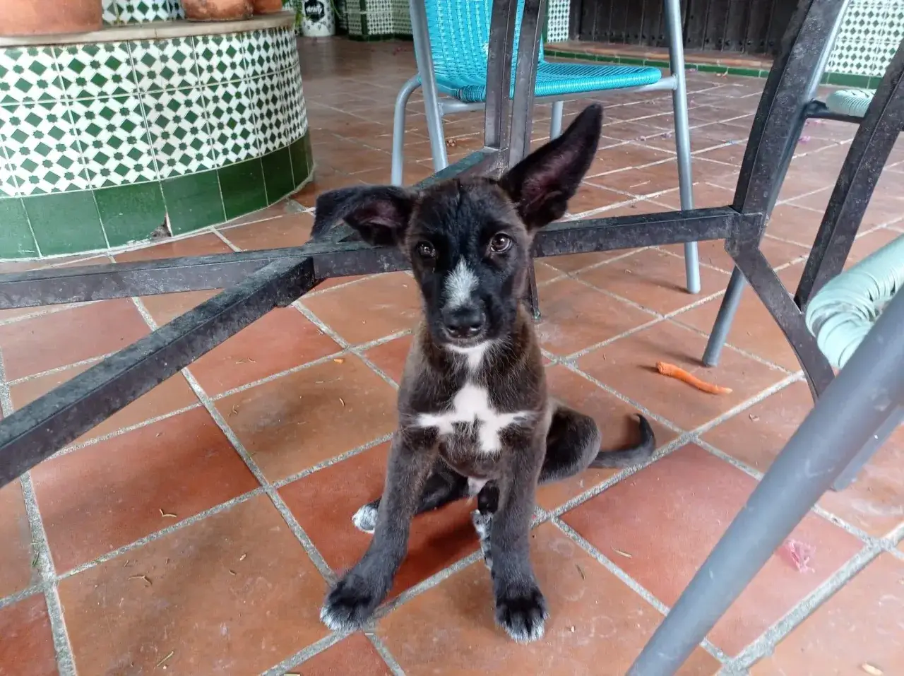 Ein neugieriger Podenco-Mix mit gro&szlig;en Ohren sitzt auf einer gefliesten Terrasse. Sein Wesen strahlt Wachsamkeit und Verspieltheit aus.