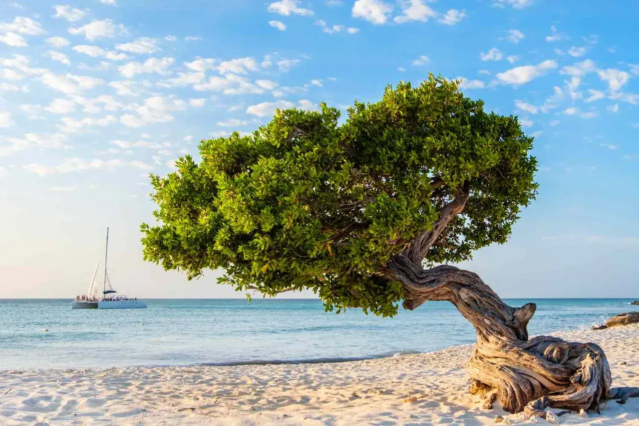 Charakterystyczne drzewo na plaży na wyspie Aruba, z żaglówką na turkusowym morzu w tle.