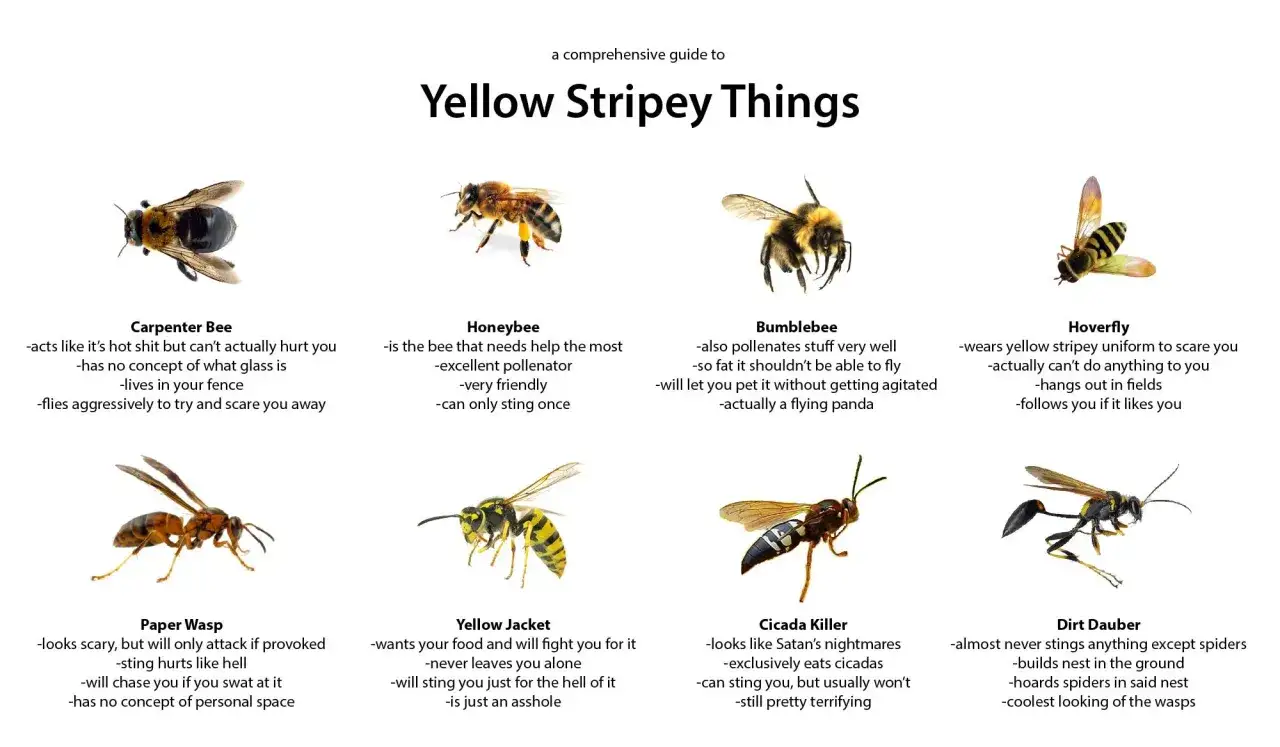 Guida agli insetti simili alle api che non pungono: hoverfly, ape legnaiola, ape bombus e ape domestica.
