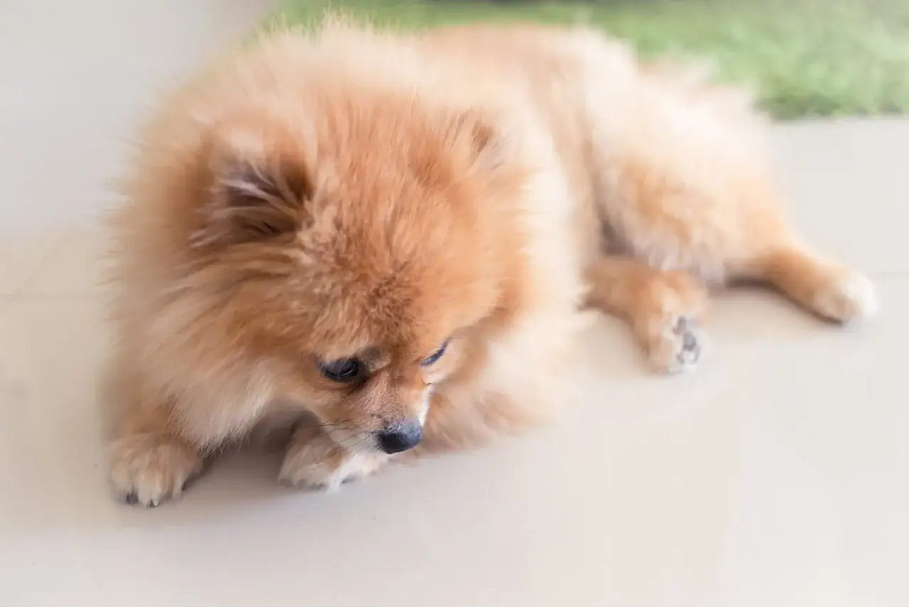 En s&ouml;t pomeranianhund ligger p&aring; golvet. Kanske har den pomeranian allergi och beh&ouml;ver vila.