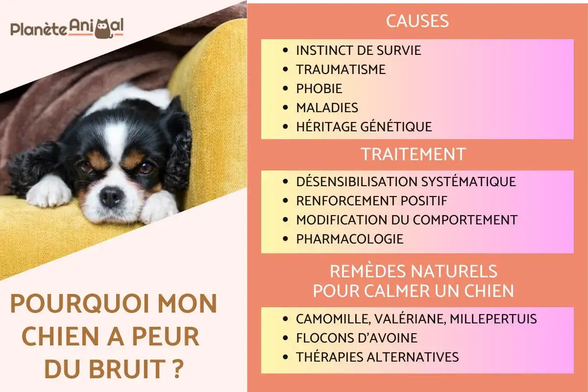 Un chien King Charles Cavalier, blotti sous une couverture, semble anxieux. La carte explique pourquoi mon chien aboie au moindre bruit, listant causes et traitements.