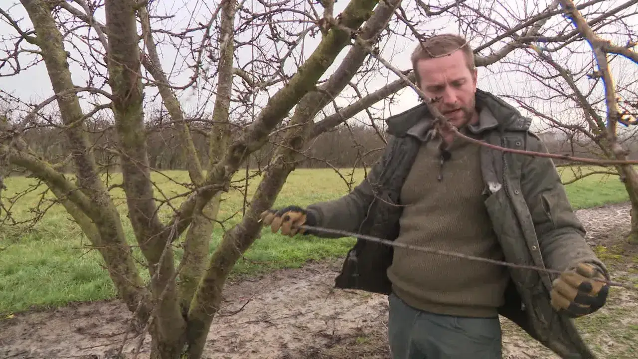 Un homme taille un prunier mirabelle. Il tient une branche dans sa main gantée, prêt à la couper.