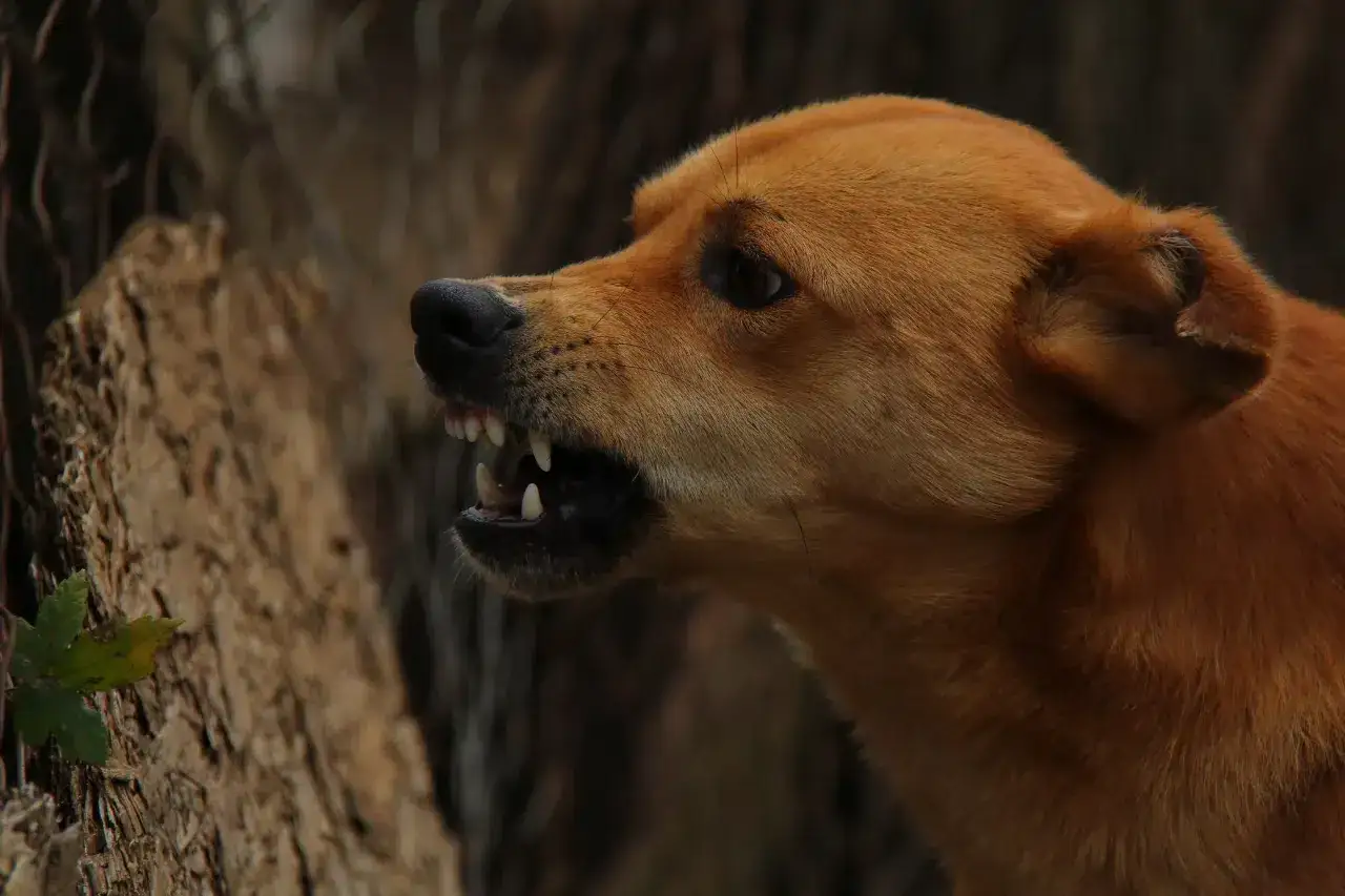 Un cane con rabbia mostra i denti affilati, un avvertimento minaccioso.