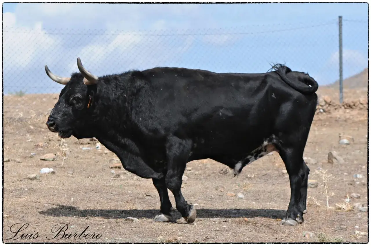 Toro negro de lidia en Ganader&iacute;a Los Eulogios, con cuernos curvos y cola enroscada, pastando en terreno seco.