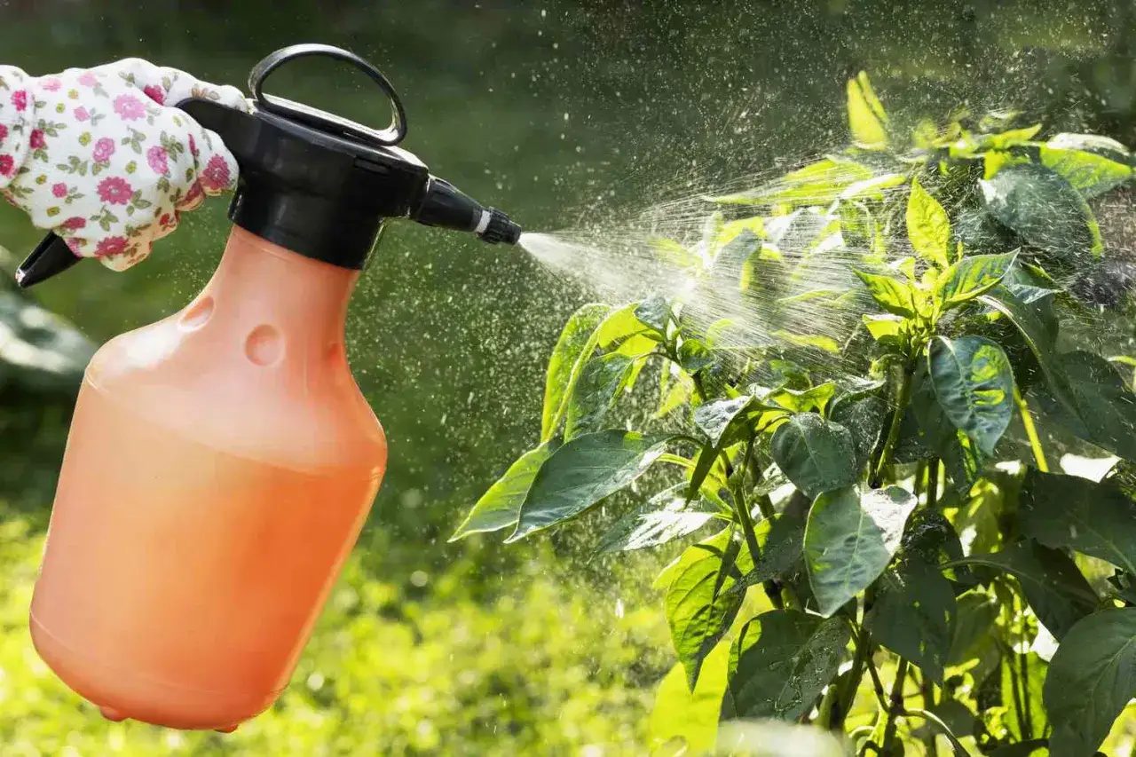 Mano guantata spruzza una pianta con un nebulizzatore. L'olio di neem a cosa serve? Protegge le piante da parassiti e malattie, favorendo una crescita sana.