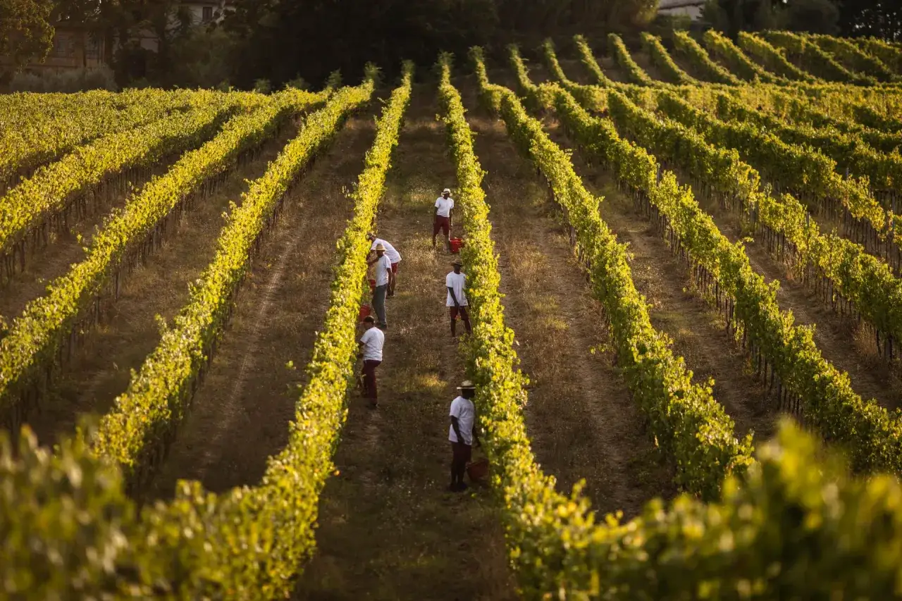 Vendemmia in una **vinicola Chianti**. Lavoratori raccolgono l'uva tra filari dorati sotto il sole.
