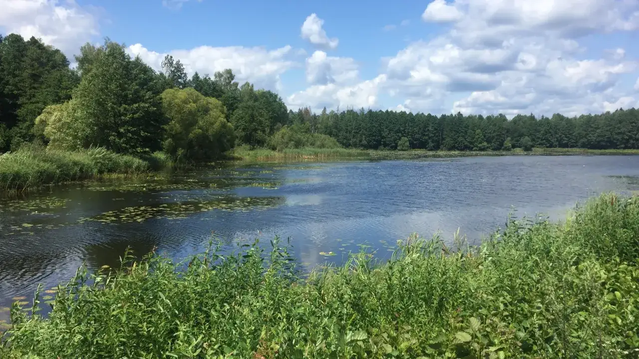 Spokojne jezioro z liliami wodnymi, otoczone zielenią. W oddali las, a na niebie chmury. Wygląda jak carska tropina.