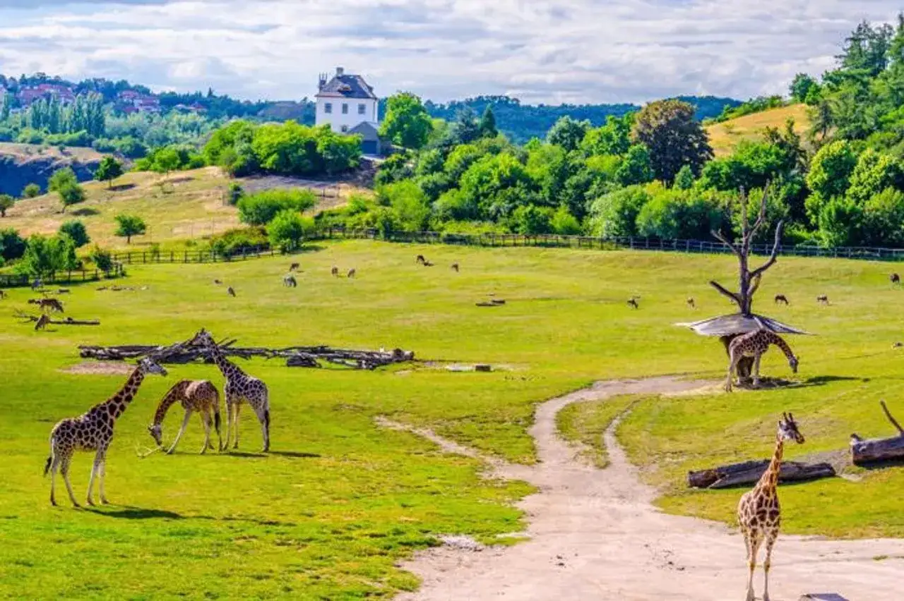 Żyrafy pasące się na zielonej polanie w zoo w Pradze. W tle biały dworek i bujna roślinność.