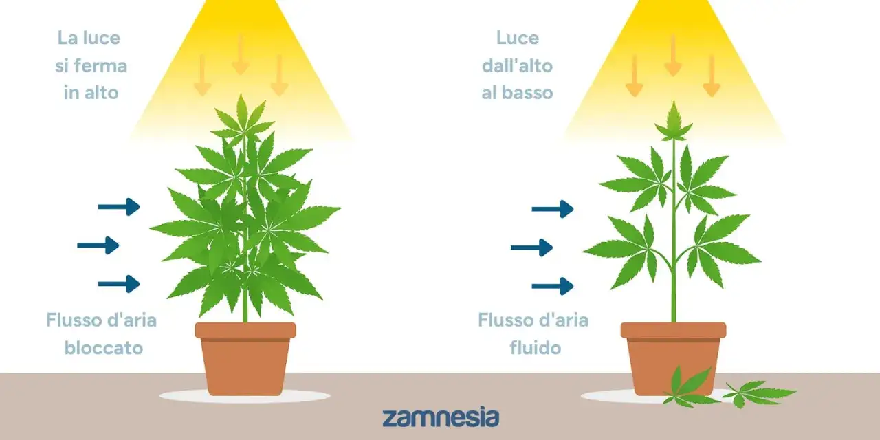 Confronto tra defogliazione autofiorenti: pianta folta con luce bloccata in alto e flusso d'aria limitato, contro pianta pi&ugrave; snella con luce penetrante e aria fluida.