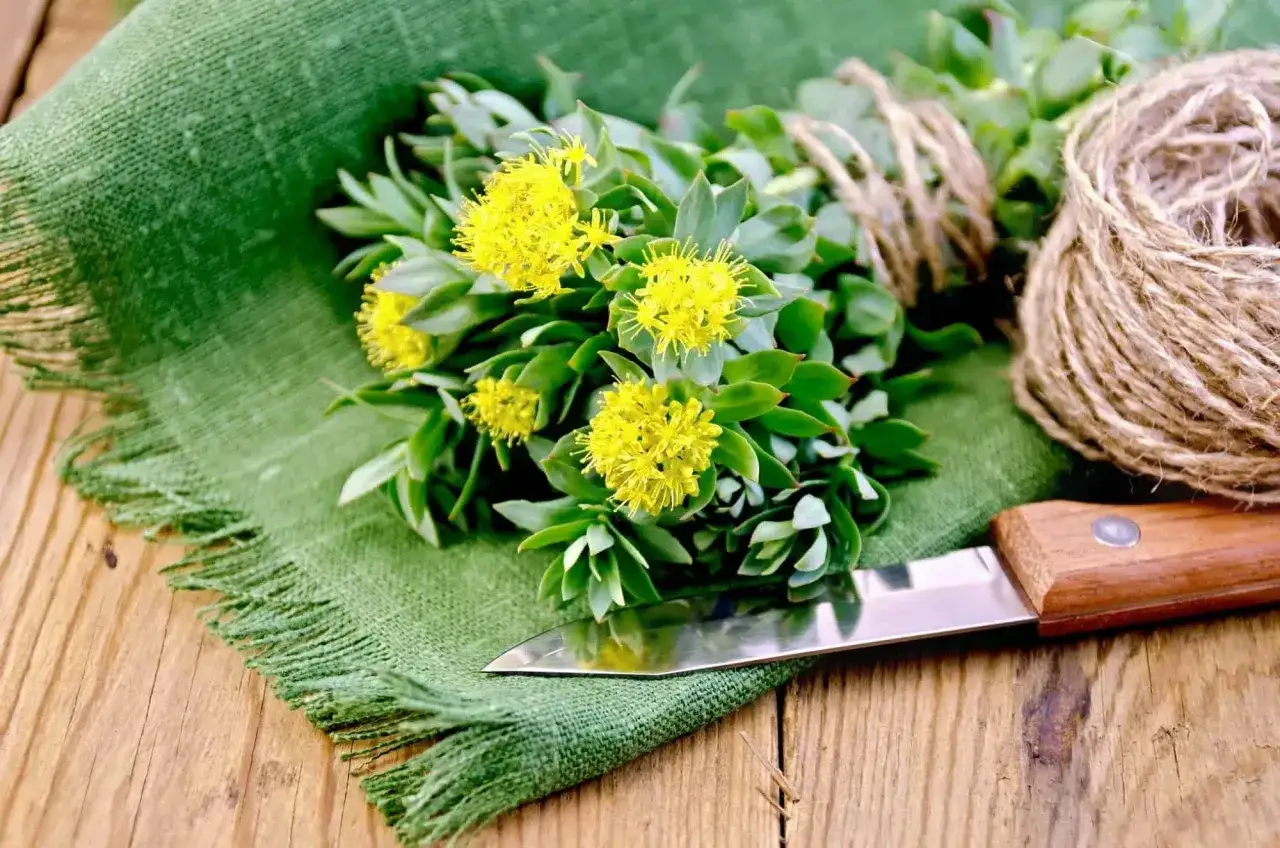 Plante de rhodiola avec des fleurs jaunes, un couteau et de la ficelle. Attention, la rhodiola peut présenter un danger si mal utilisée.