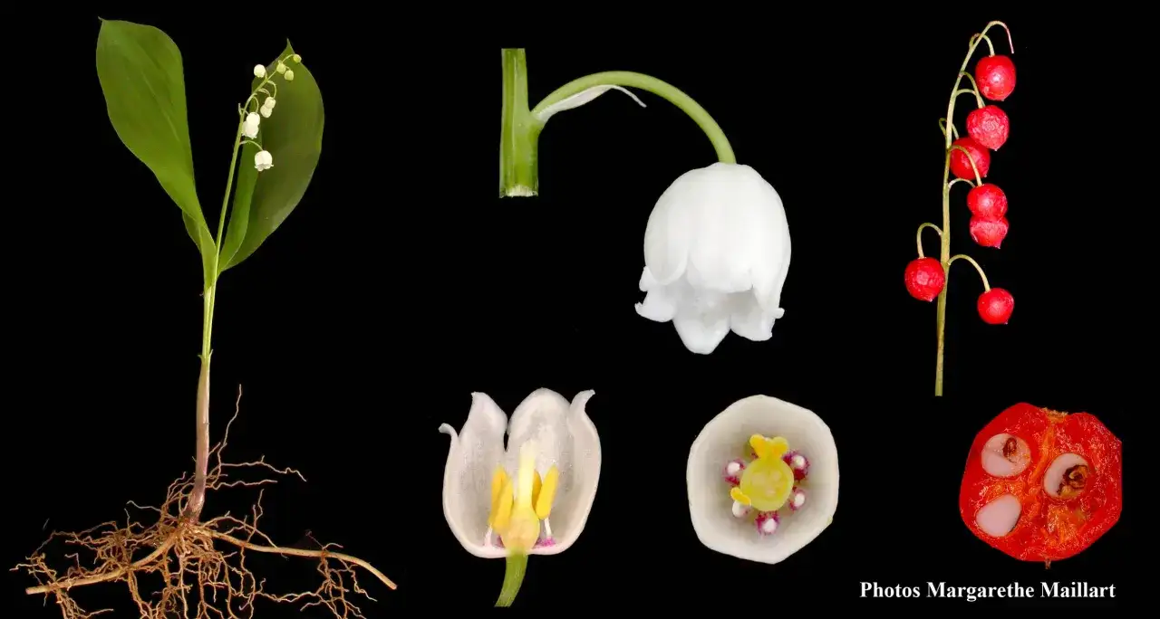 Muguet : plante entière, fleur, fruits rouges et coupe de fruit, rappelant sa toxicité.
