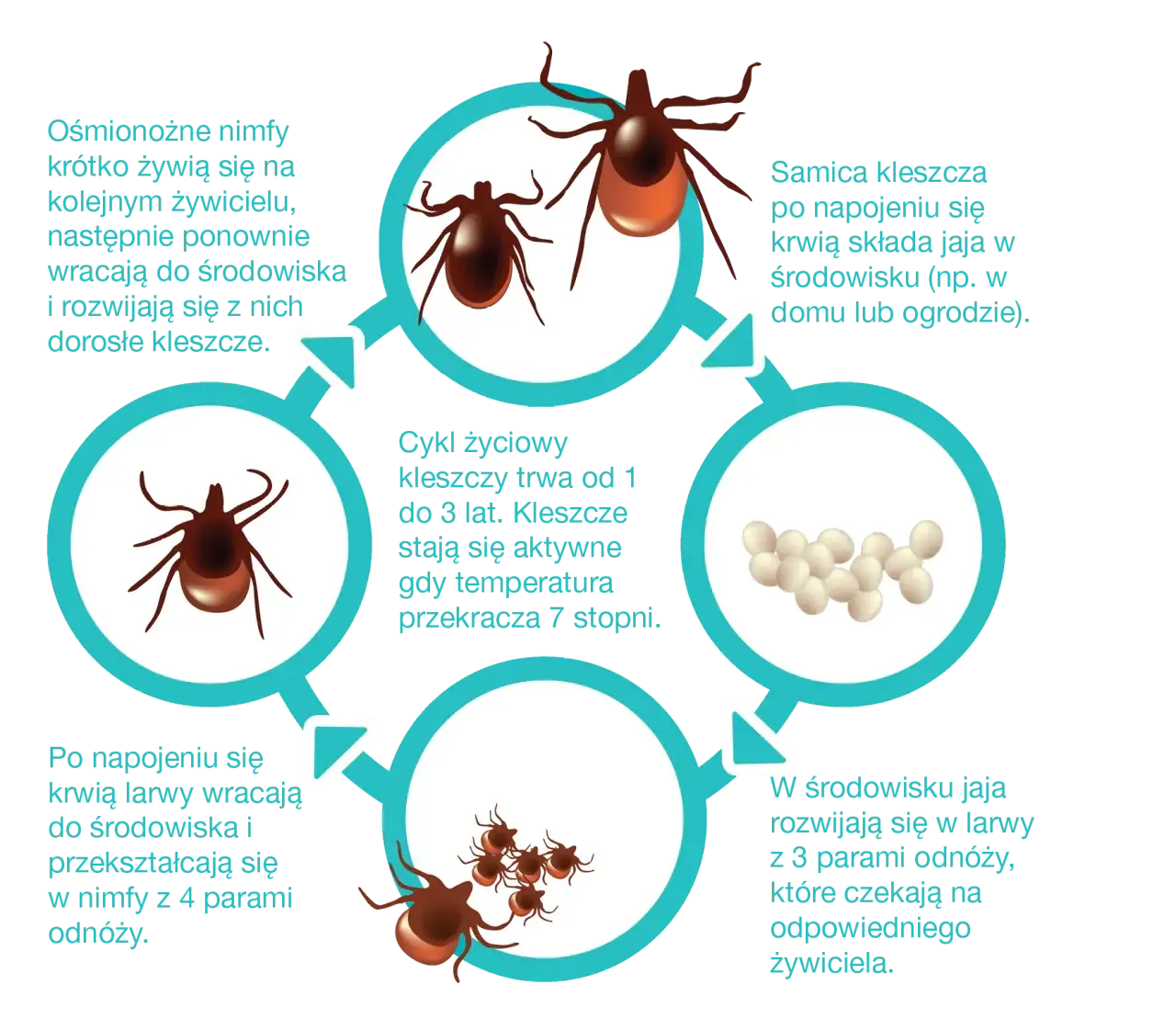 Cykl życia kleszcza grafika