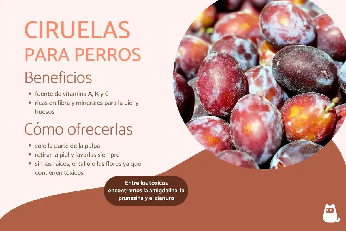 Ciruelas para perros: beneficios y cómo ofrecerlas. Los perros pueden comer ciruelas, pero solo la pulpa, sin piel ni huesos.
