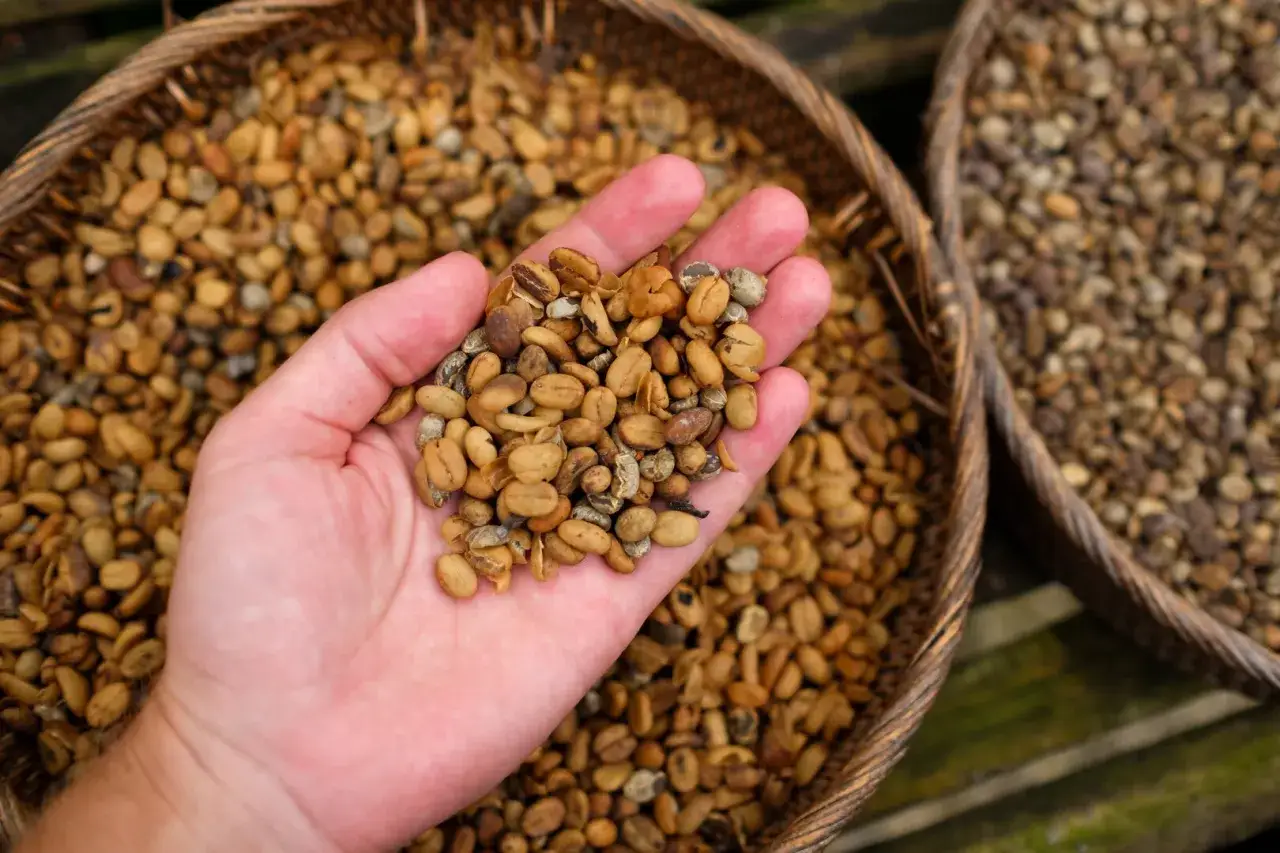 Dłoń trzyma ziarna kawy, które przeszły przez układ trawienny zwierzęcia kopi luwak. W tle kosze pełne ziaren.