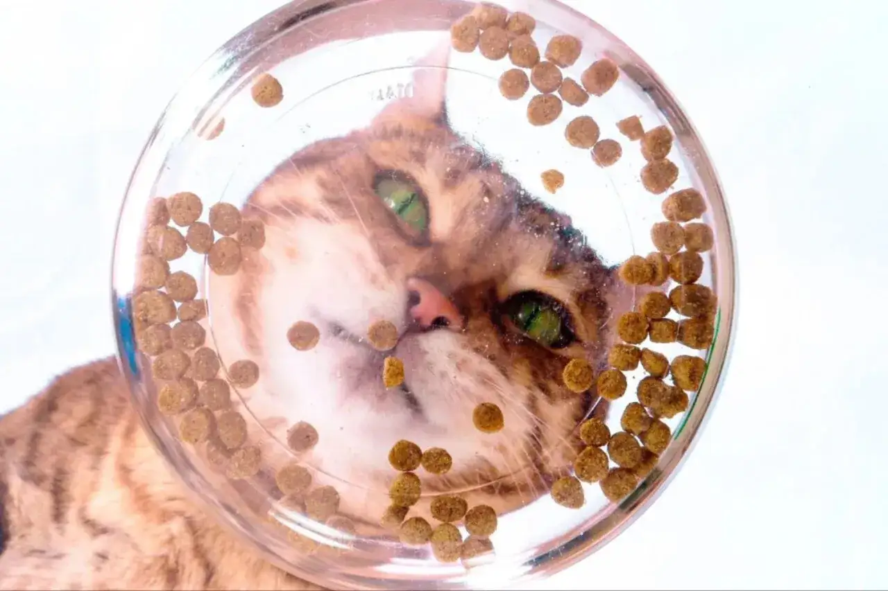 Gato curioso mira a trav&eacute;s de un recipiente transparente lleno de croquetas, su tabla de alimento para gatos.