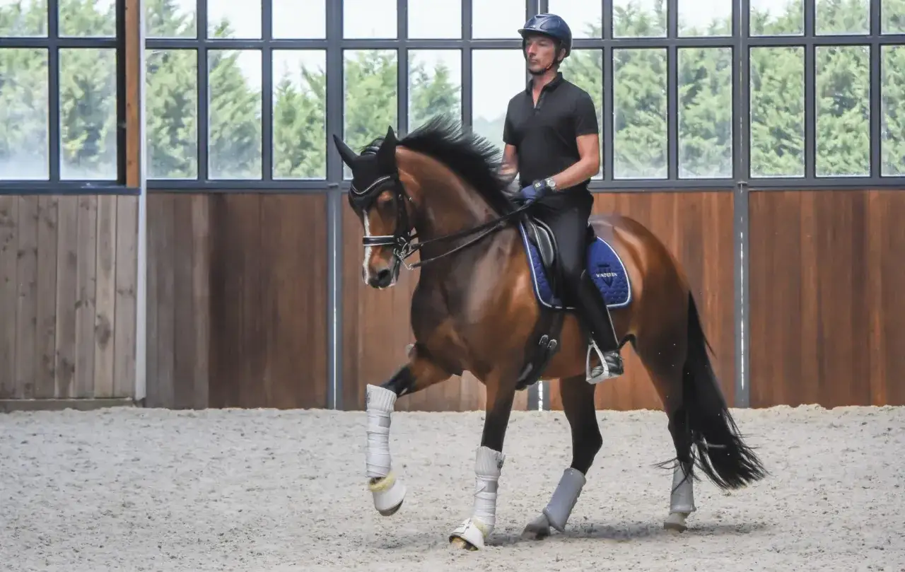 Un cavalier et son cheval brun ex&eacute;cutent un mouvement de galop 7 dans une carri&egrave;re int&eacute;rieure.