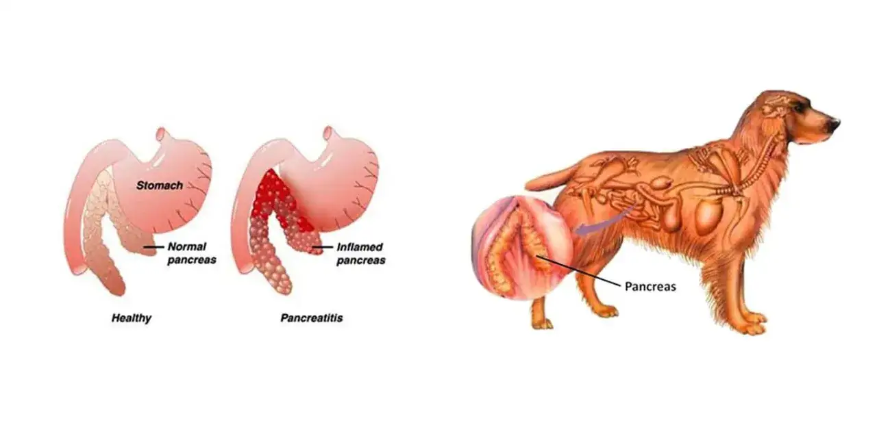 Diagrams show a healthy vs. inflamed pancreas, illustrating what causes pancreatitis in dogs.