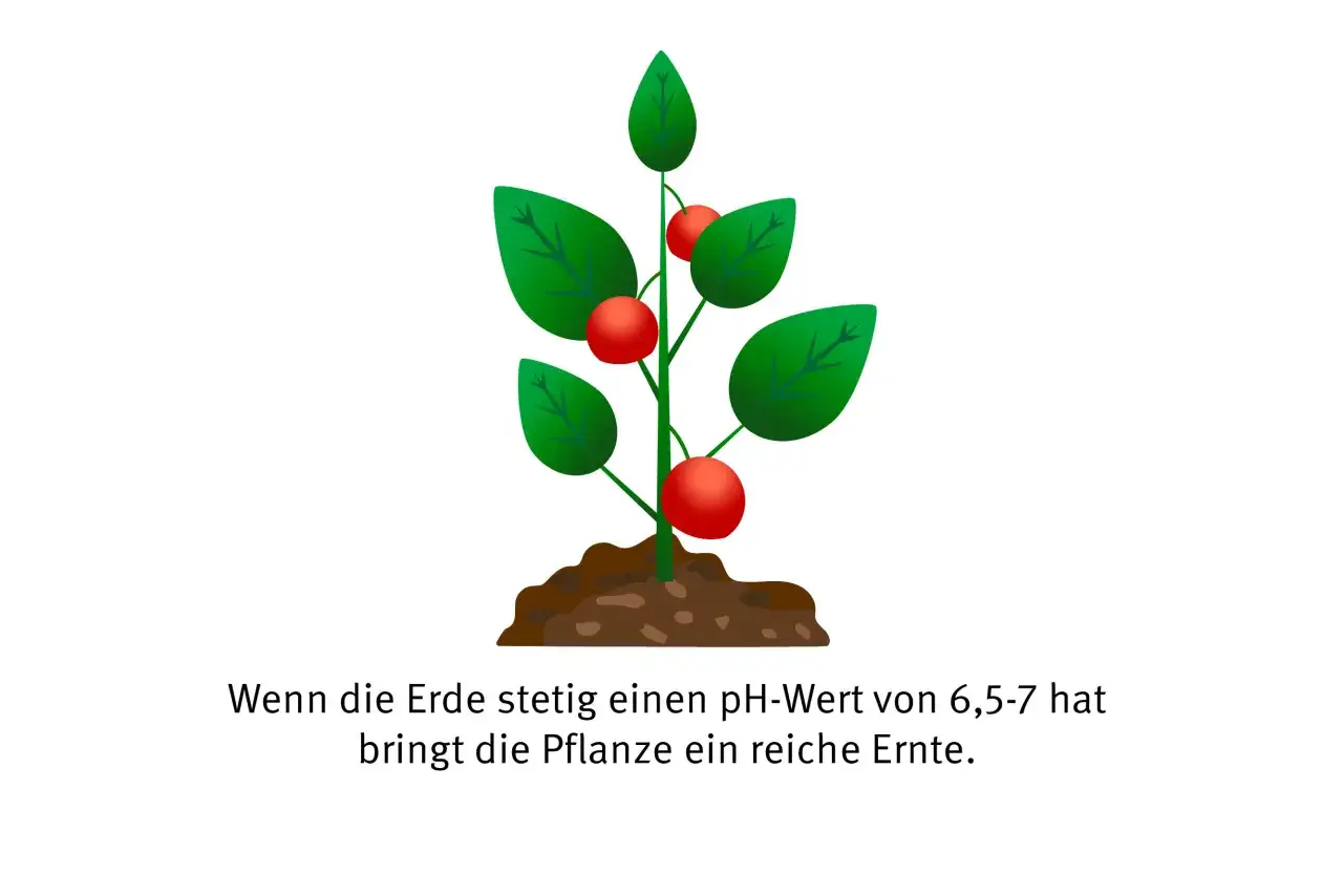 Eine Tomatenpflanze w&auml;chst in guter Erde. Bei einem pH-Wert von 6,5-7 gedeiht sie pr&auml;chtig und liefert eine reiche Ernte.