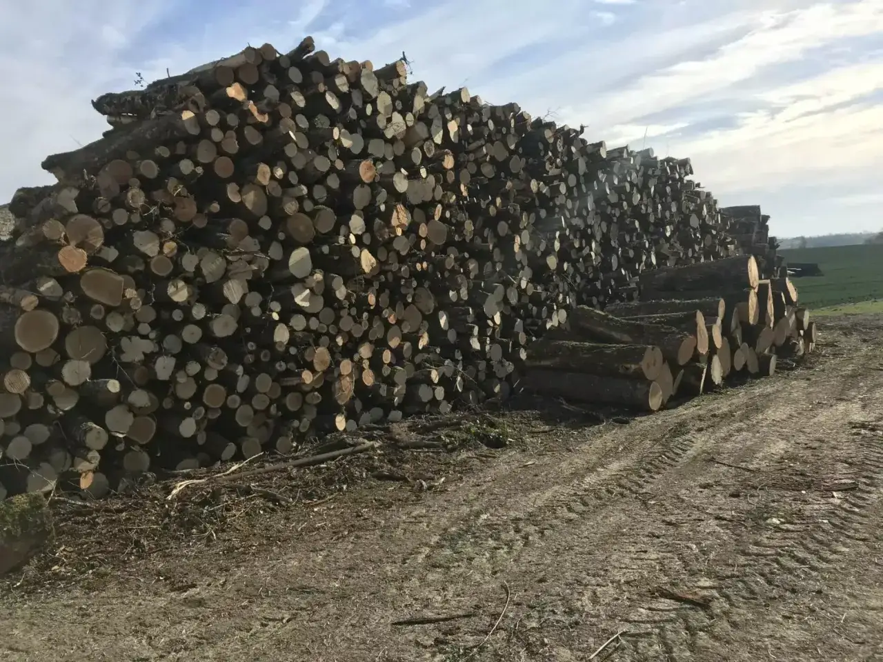 Immense pile de bois peuplier prêt pour le chauffage, empilé sur un sol boueux sous un ciel bleu et nuageux.