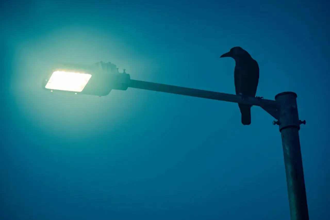 Silueta de cuervo posado en farola, iluminada por la luz artificial que contribuye a la contaminacion luminica.