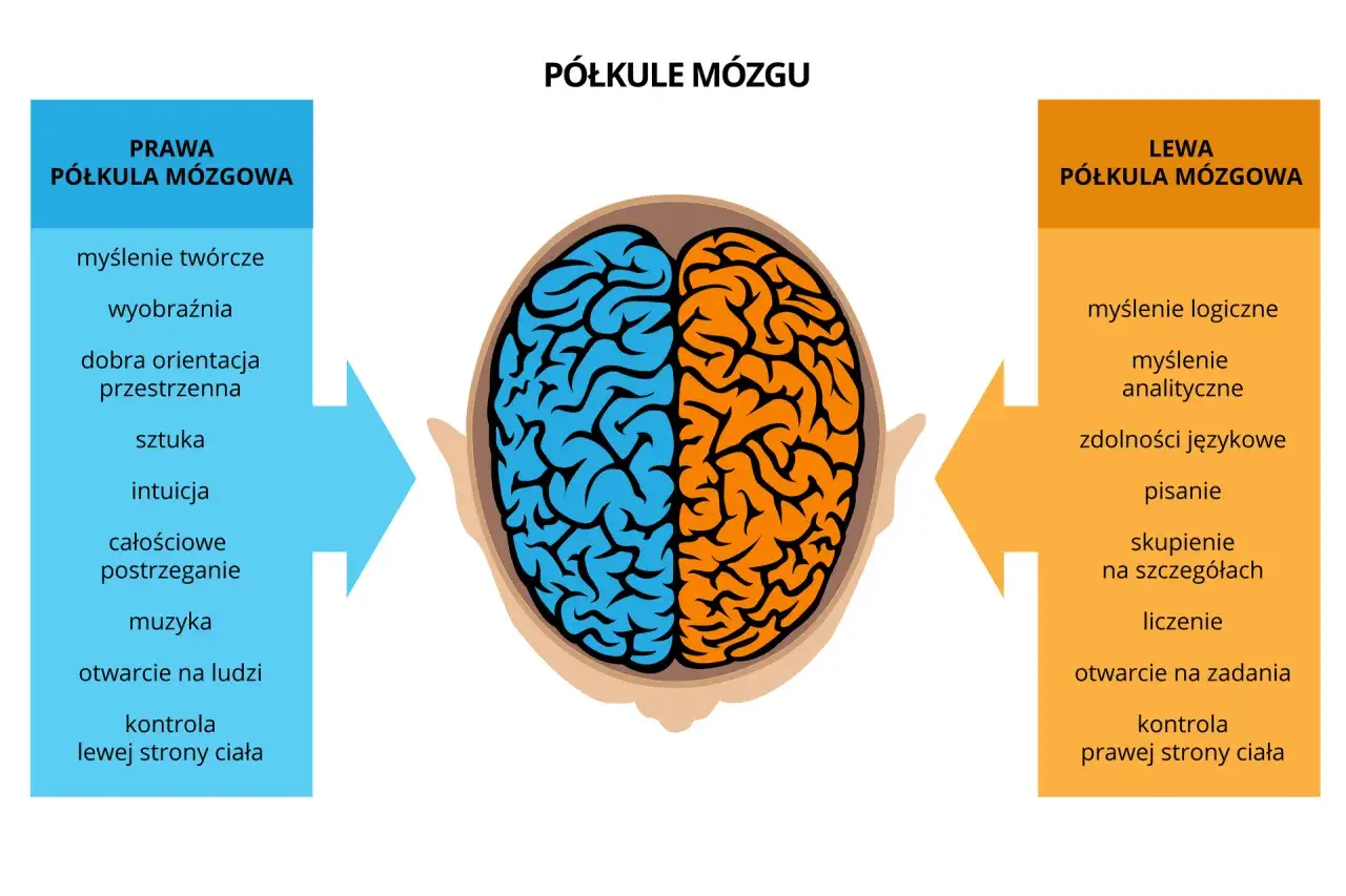 Schemat porównujący funkcje prawej i lewej półkuli mózgu. Po lewej, niebieska półkula mózgowa, związana z kreatywnością i intuicją. Po prawej, pomarańczowa półkula mózgowa, odpowiedzialna za logikę i język.