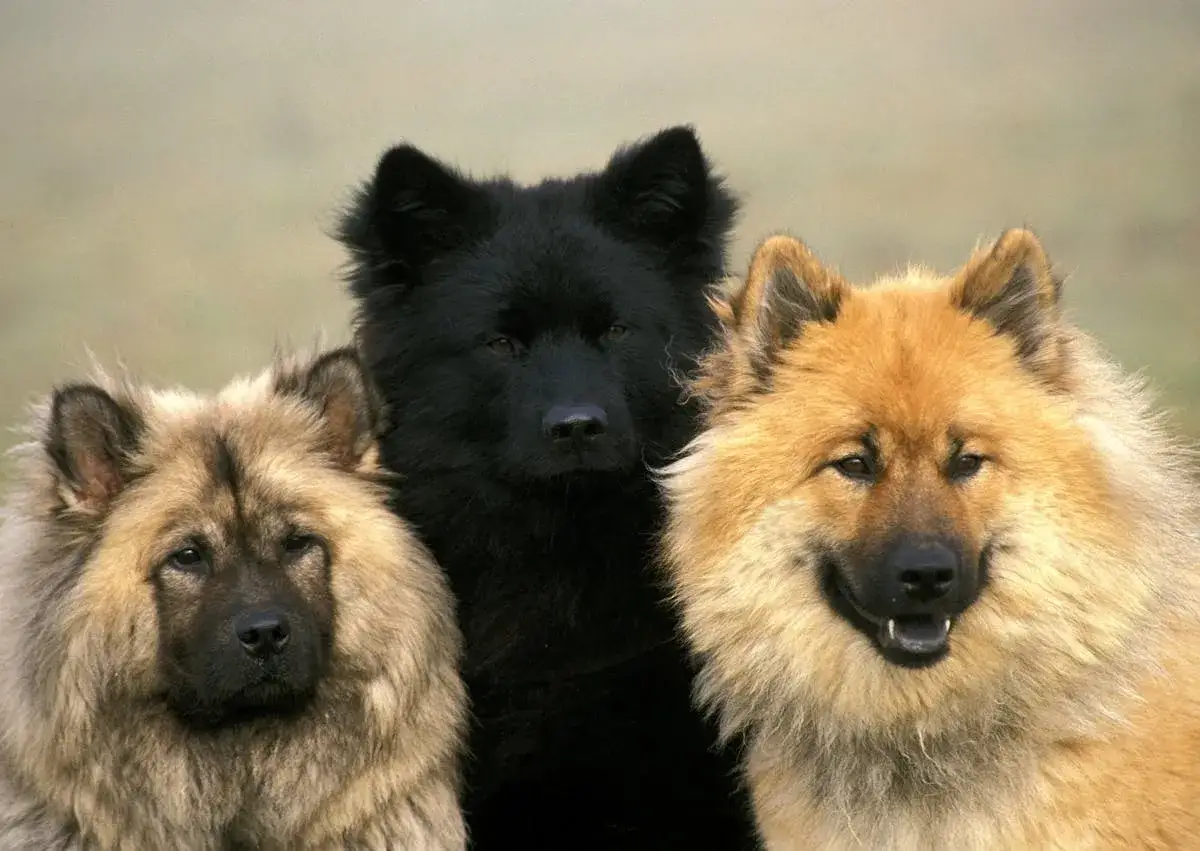 Trois chiens eurasier, un noir au centre, flanqués de deux autres aux teintes sable et fauve, posent fièrement.