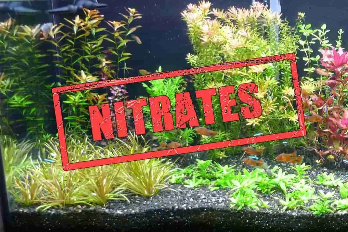 Un aquarium luxuriant avec des poissons, marqué