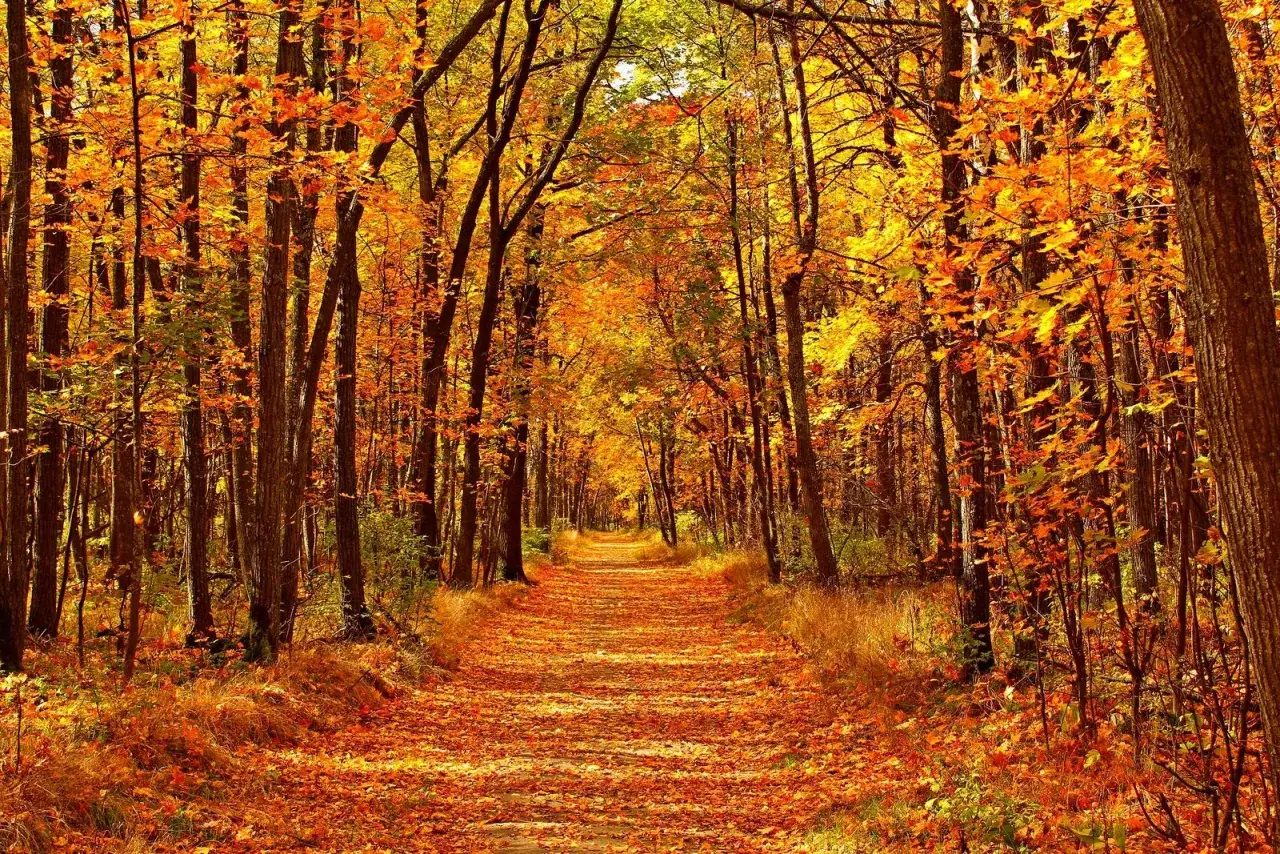 Sendero cubierto de hojas doradas y naranjas, rodeado de árboles con follaje de otoño. Paisajes bosque otoño vibrantes.