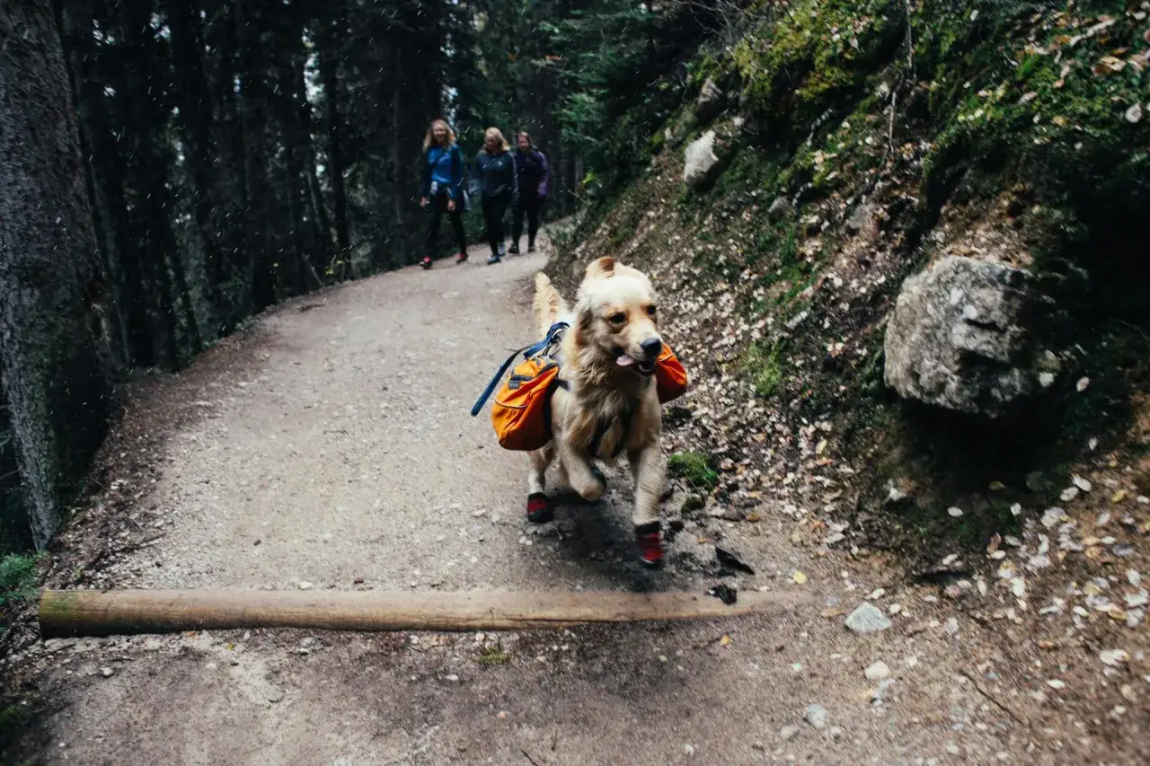 Un perro con mochila naranja y botitas rojas corre por un sendero boscoso, como en el camino de Santiago con perros. Tres personas caminan detr&aacute;s.