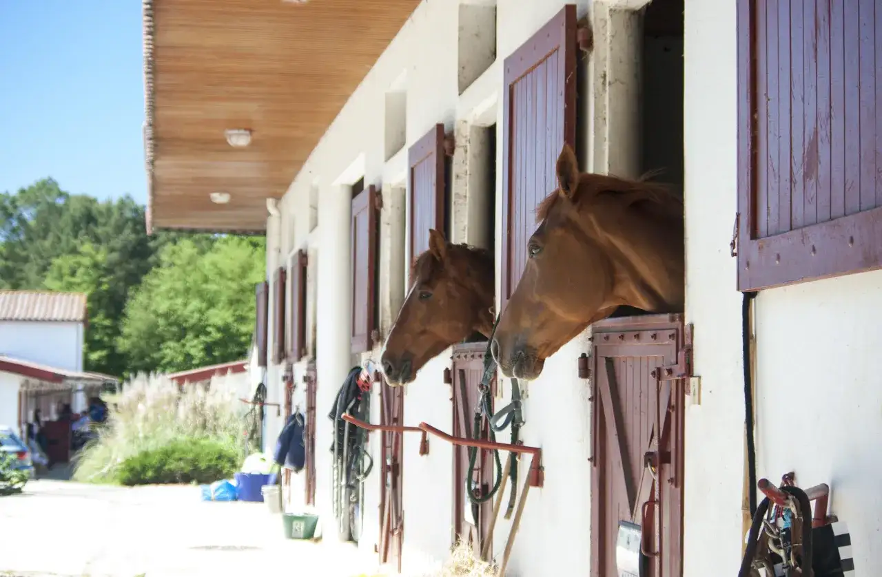 Deux chevaux bruns curieux regardent depuis leurs boxes dans une &eacute;curie. Un lieu id&eacute;al pour une pension retraite chevaux.