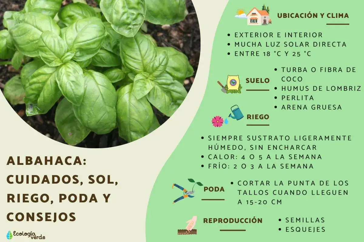 Planta de albahaca con consejos de cuidados: sol, riego, poda y reproducci&oacute;n. Ideal para exterior e interior con mucha luz.