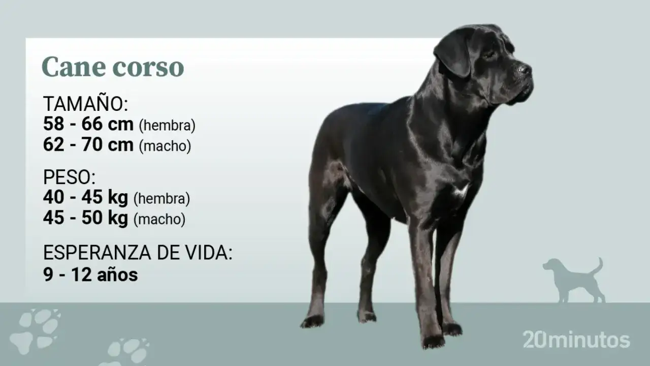 Un imponente perro cane corso negro, con información sobre su tamaño, peso y esperanza de vida.